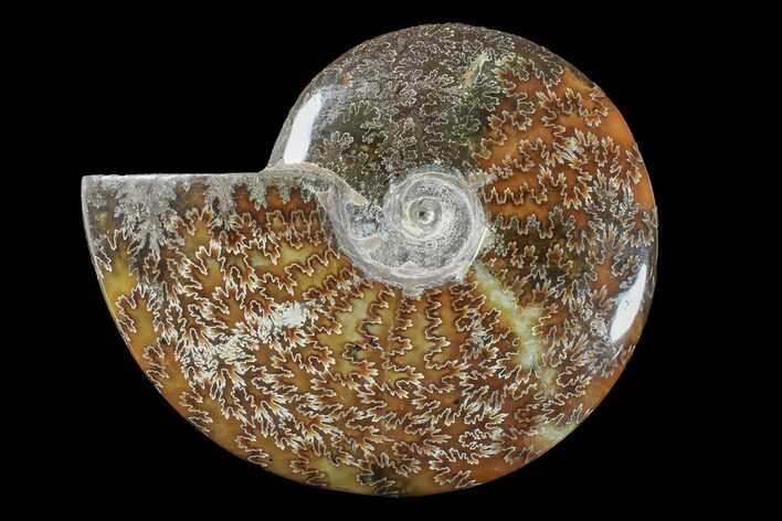 Polished Ammonite (Cleoniceras) Fossil - Madagascar #166399